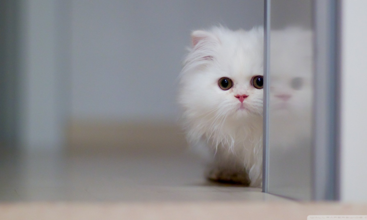 Wallpaper:hc2h3o mae= Cats
