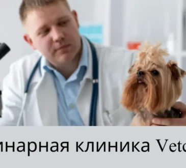 Ветеринарная Клиника Vetcitypets