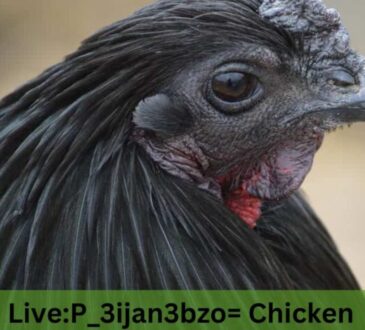 Live:p_3ijan3bzo= Chicken