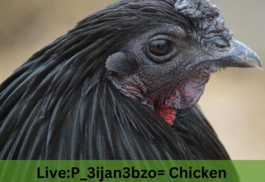 Live:p_3ijan3bzo= Chicken