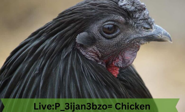 Live:p_3ijan3bzo= Chicken