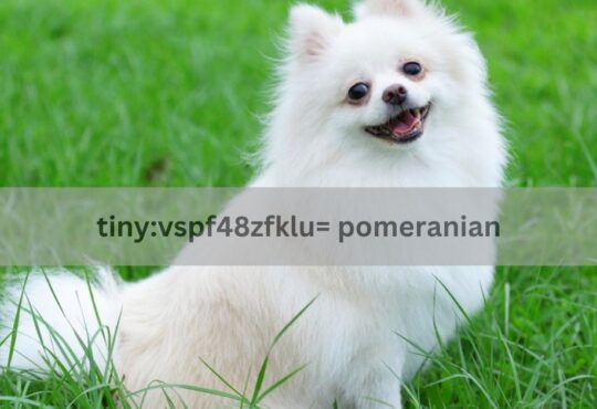 Tiny:vspf48zfklu= Pomeranian