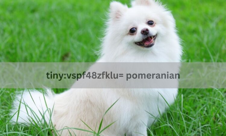 Tiny:vspf48zfklu= Pomeranian