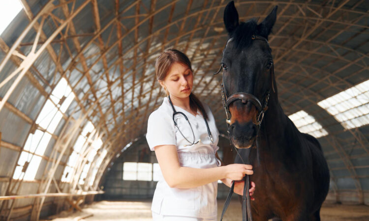 El Entrenamiento Equino: Presión Y Liberación Para Resultados Efectivos