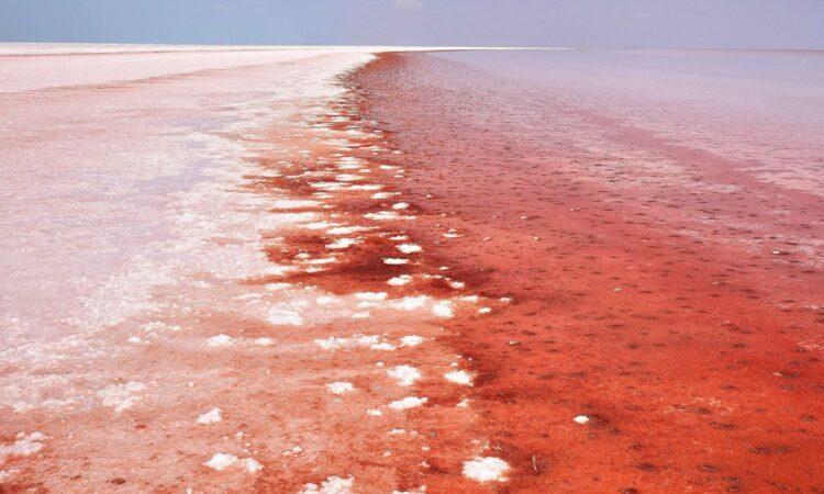 What Is Tuzofalotaniz